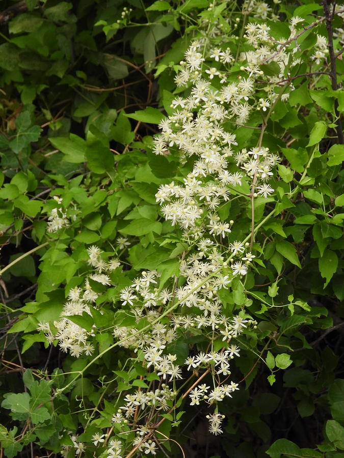 Old Mans Beard Clematis Photograph by Amanda R Wright