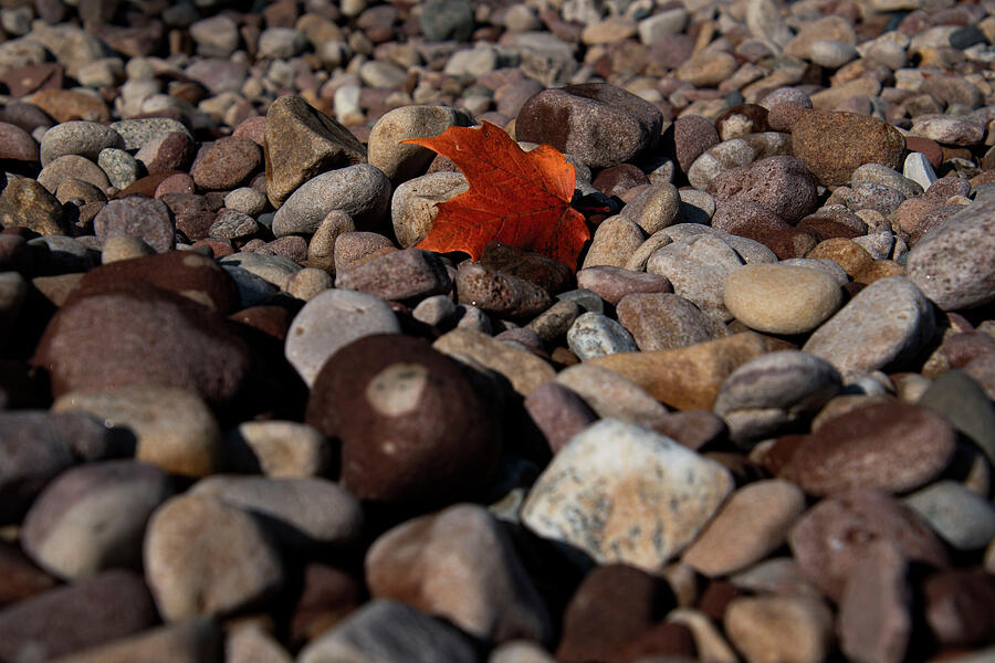 One and Many Photograph by Vi Ray