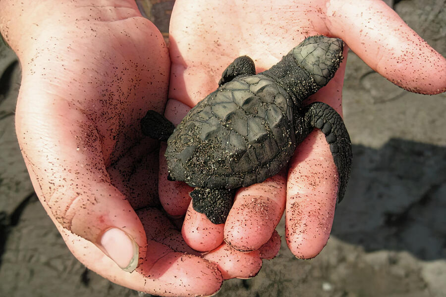 Baby Turtle in Gentle Hands Photograph - One-Day-Old Sea Turtle Hatchling in Childs Hands by Tatiana Travelways