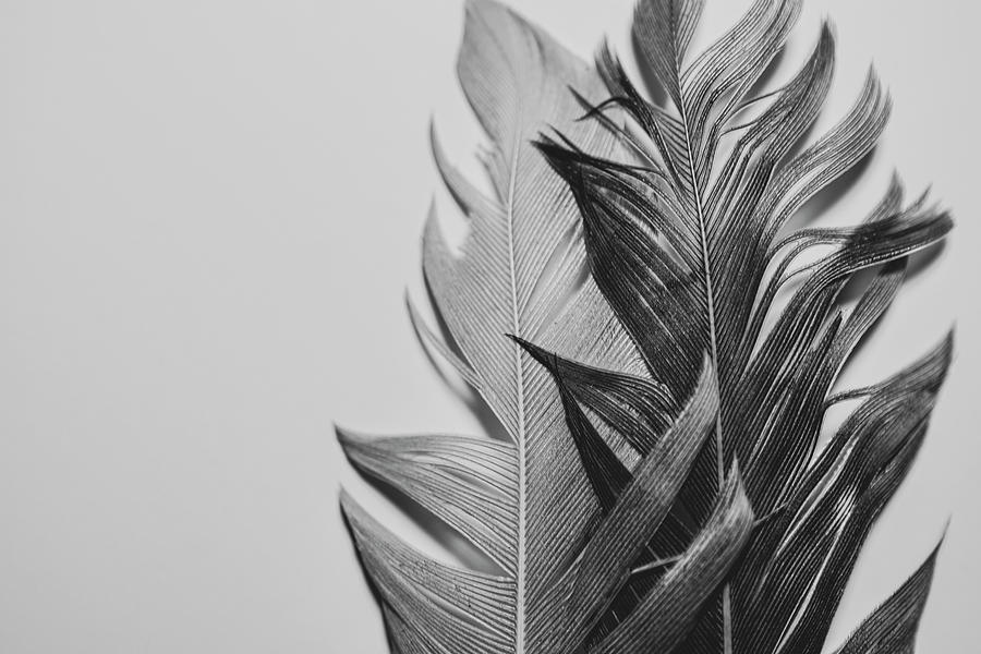 One in the Same Photograph by Amanda Lorance
