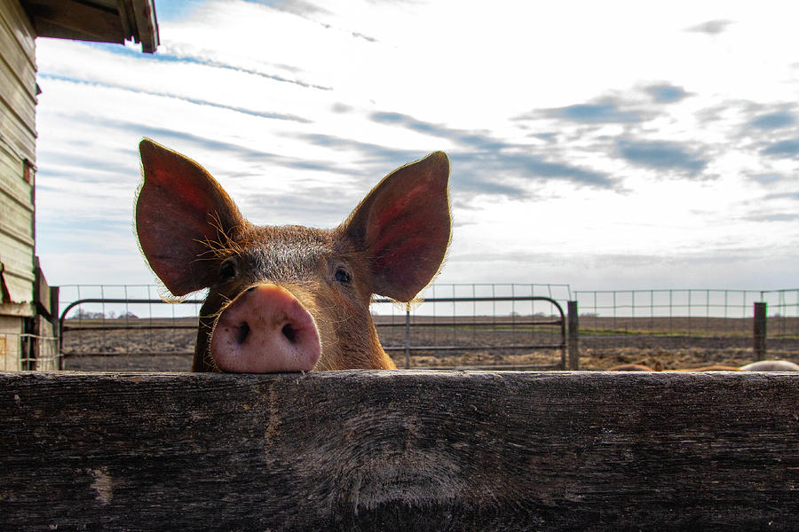 One little piggy Photograph by NorthEast Creativity