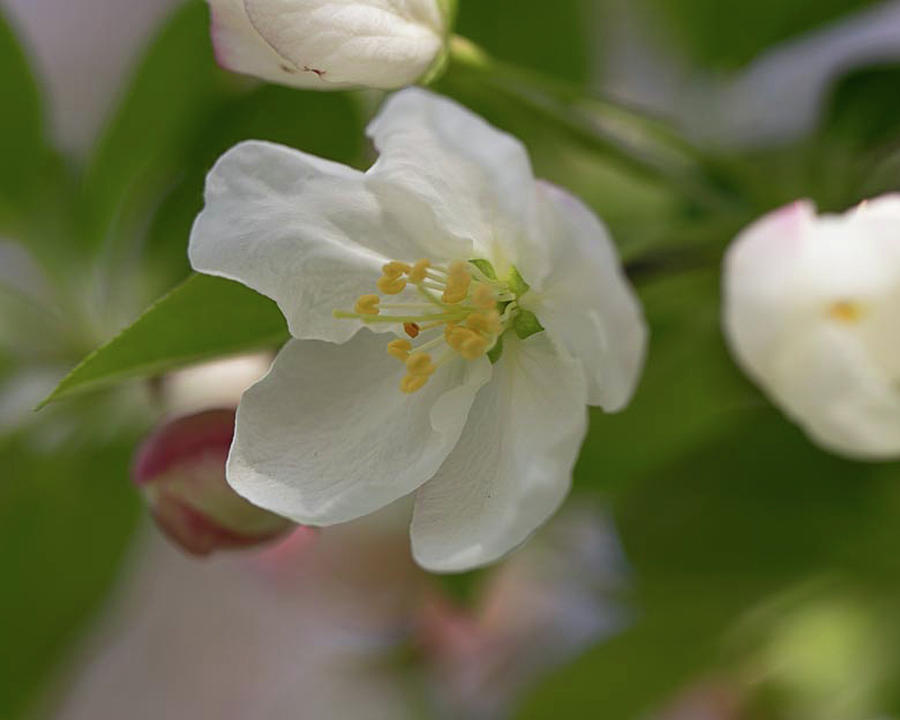 Open Crabapple Flower Photograph by Robert Allen Hill