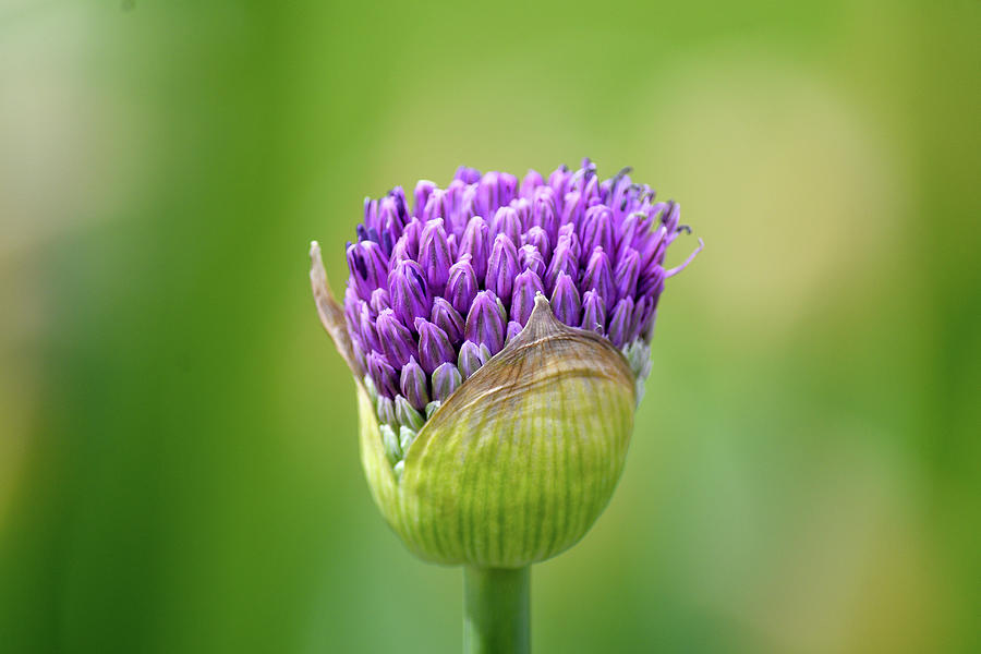 Opening Garlic flower Photograph by Andrew Lalchan