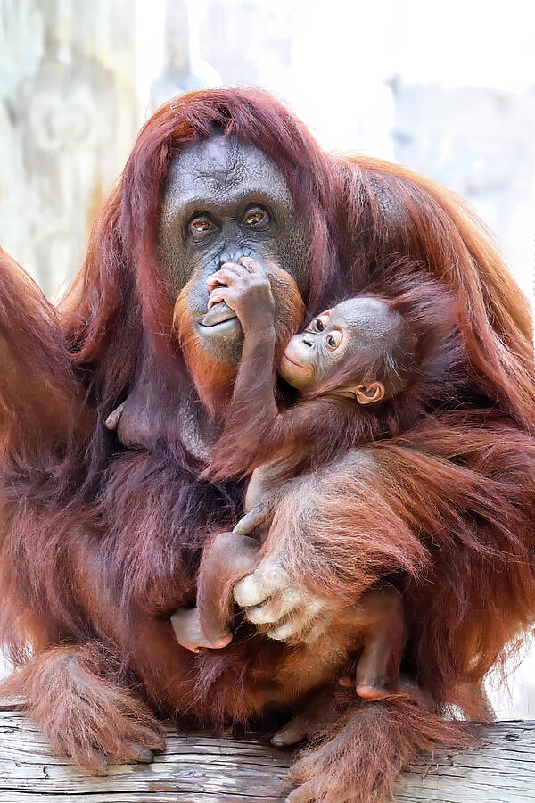 Orangutan Mother and Baby Photograph - Orang-LP-061A by Sally Fuller