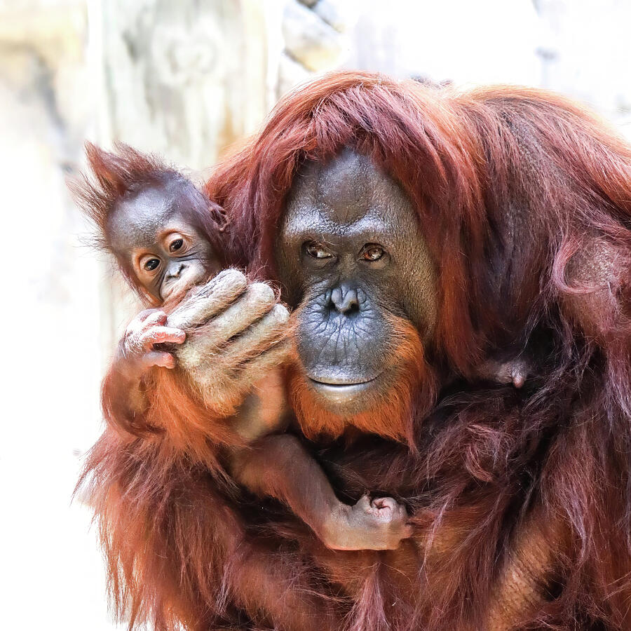 Orangutan and Baby Embrace Photograph - Orang-LP-064A by Sally Fuller