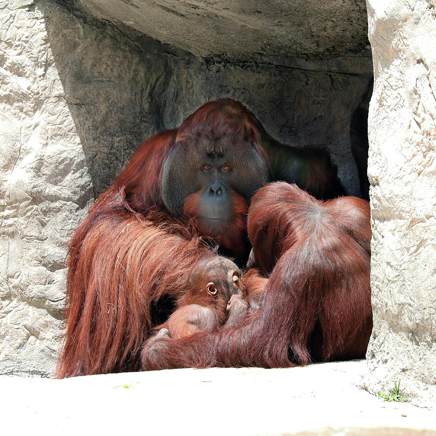 Orang LP 37A Photograph by Sally Fuller