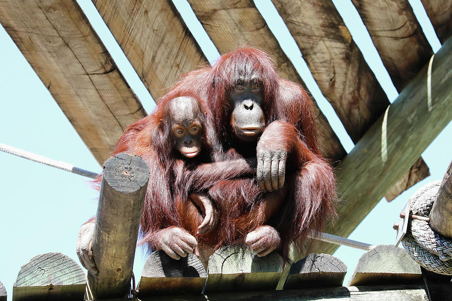 Orang LP 9A Photograph by Sally Fuller