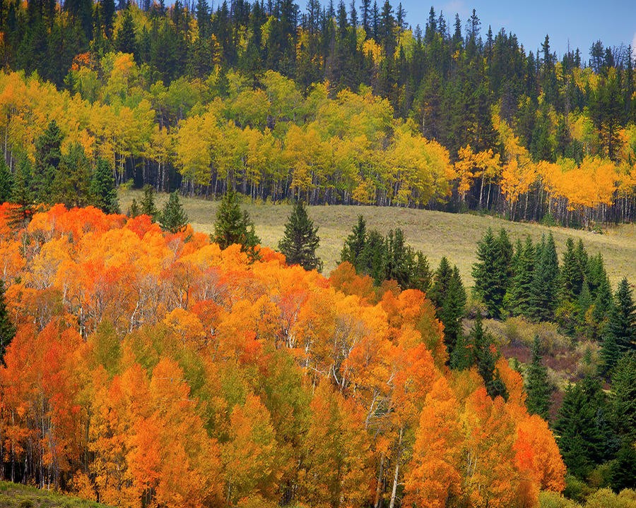 Orange and Gold Photograph by Jim E Johnson