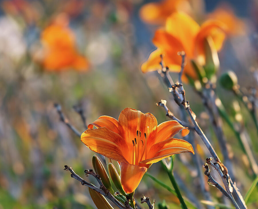 Orange Day Lilies Photograph by Joe Schofield