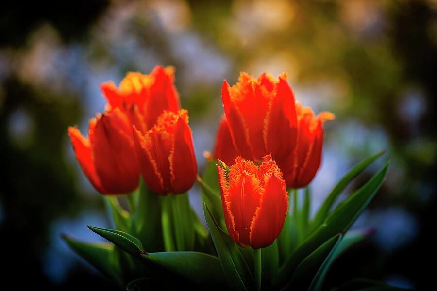 Orange Tulips Photograph by Charles Hite