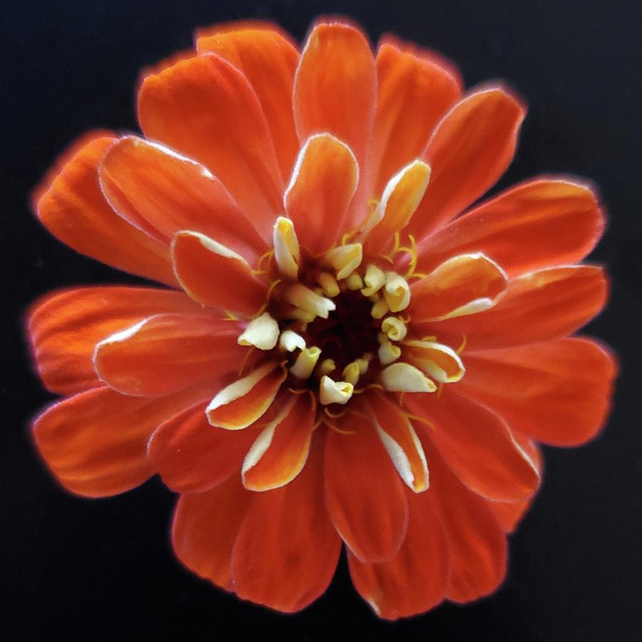 Orange Zinnia Photograph by Joy Garso