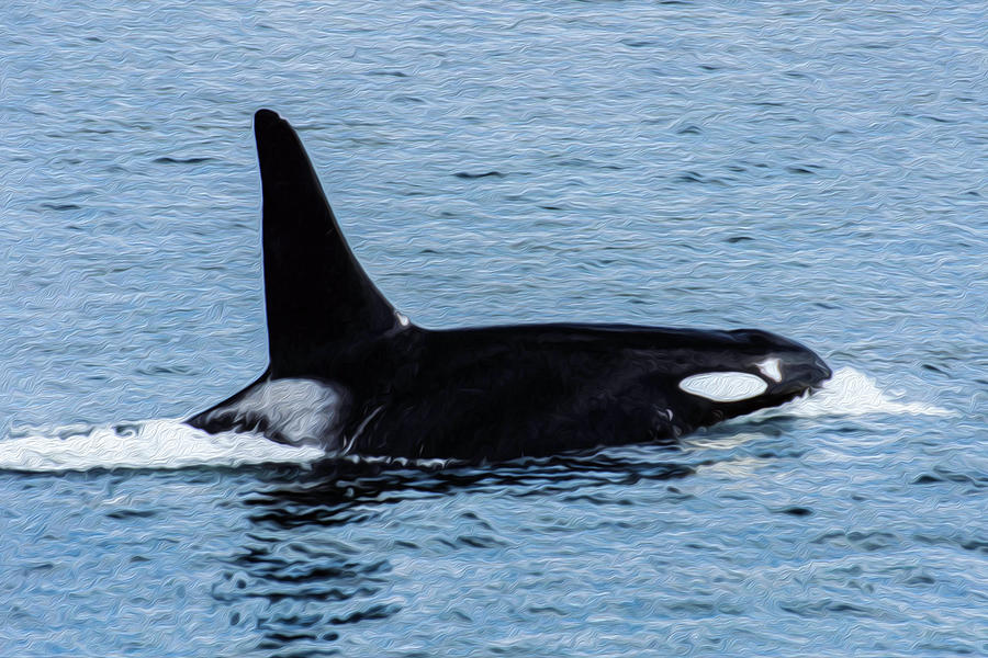 Orca 7A Photograph by Sally Fuller
