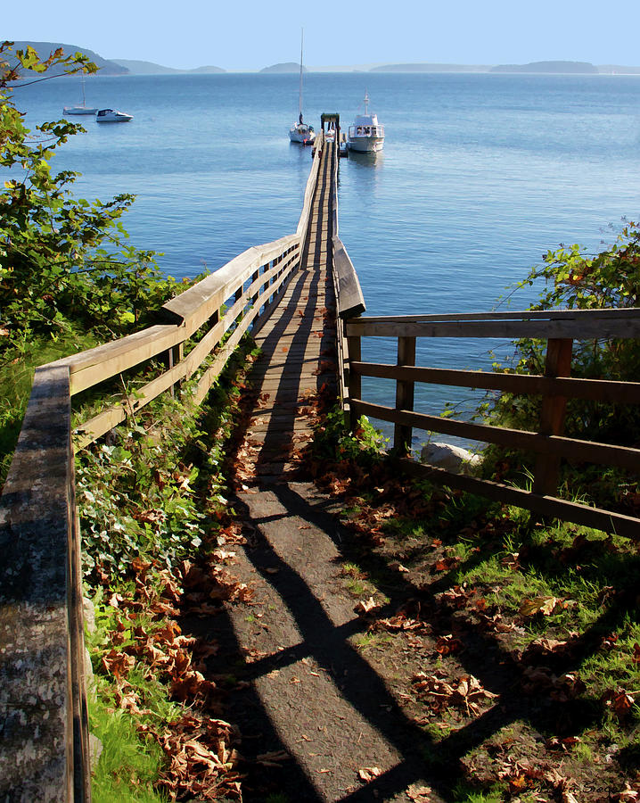 Orcas Shadows Photograph by Barbara Siegel