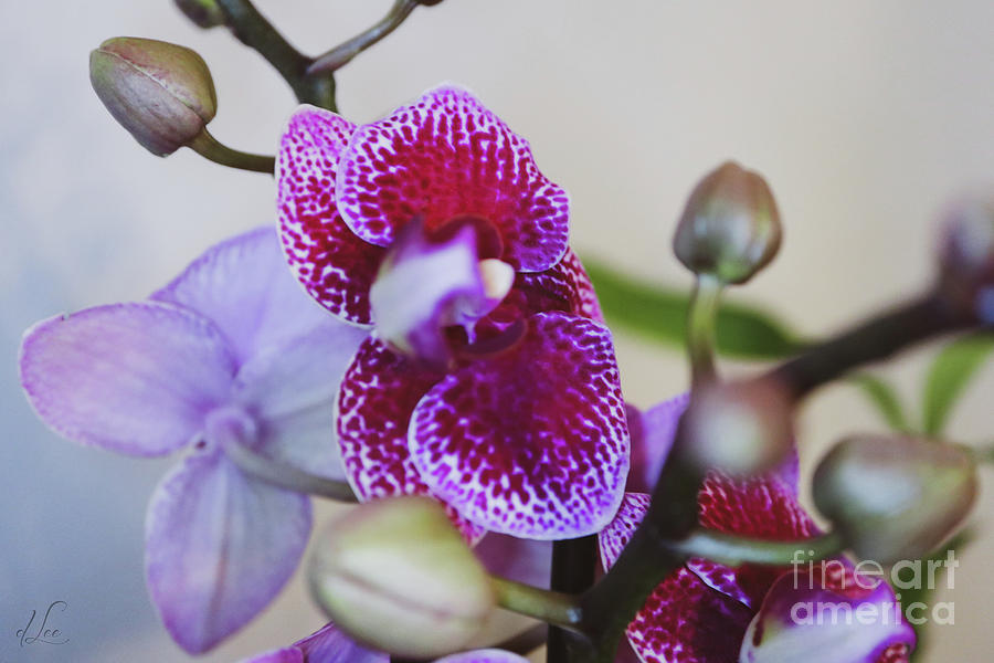 Orchid Abundance Photograph by D Lee