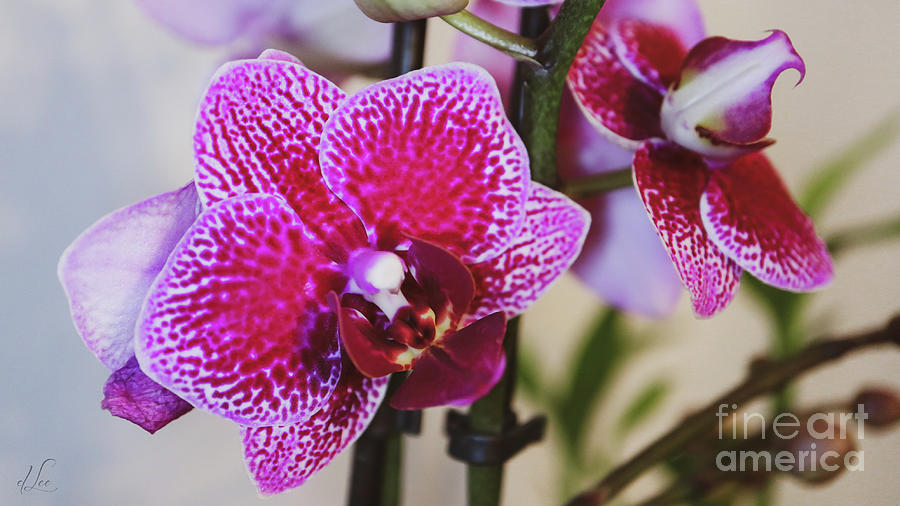 Orchid Blossom Photograph by D Lee