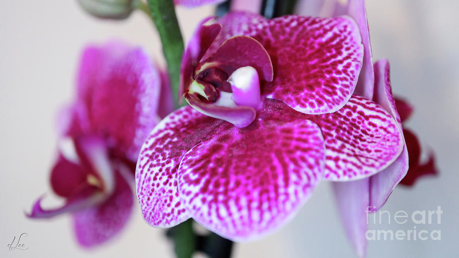 Orchid in Bloom Photograph by D Lee