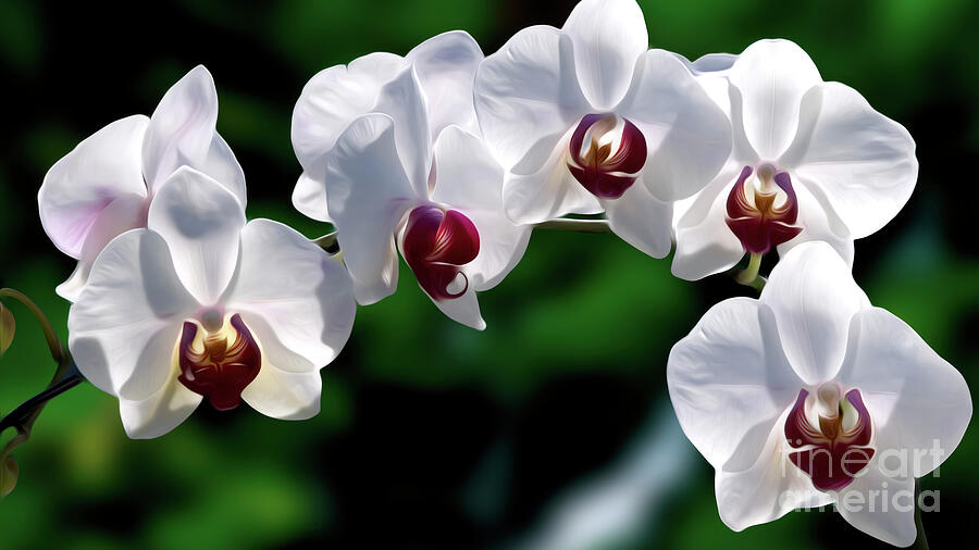 Orchids Digital Painting Digital Art by William Gunn