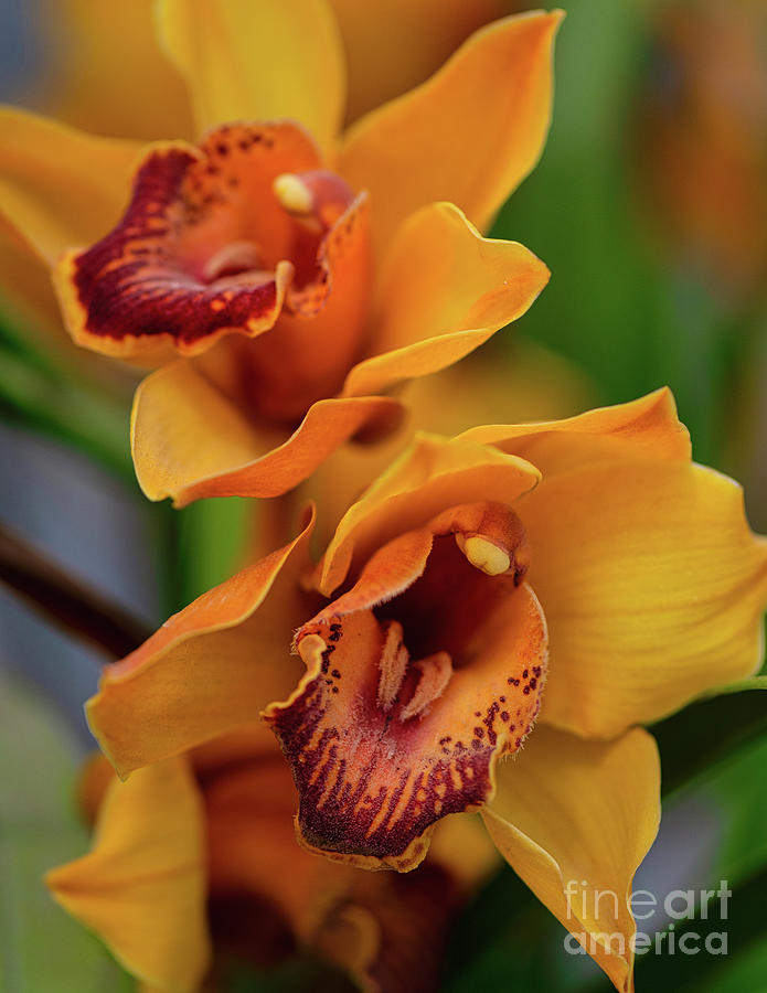 Orchids Yellow and Red Photograph by Abigail Diane Photography
