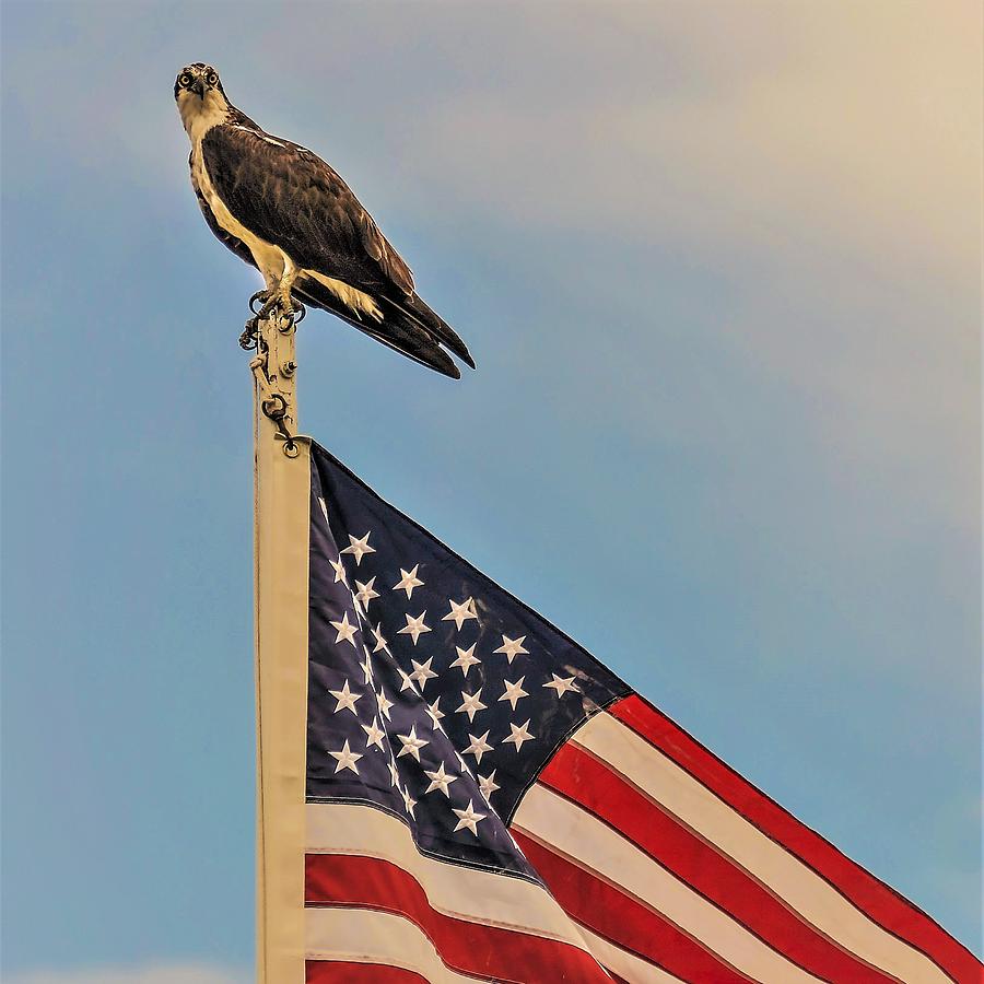 Osprey10a Photograph by John Linnemeyer