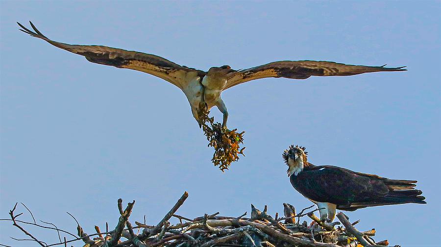 Osprey11 Photograph by John Linnemeyer