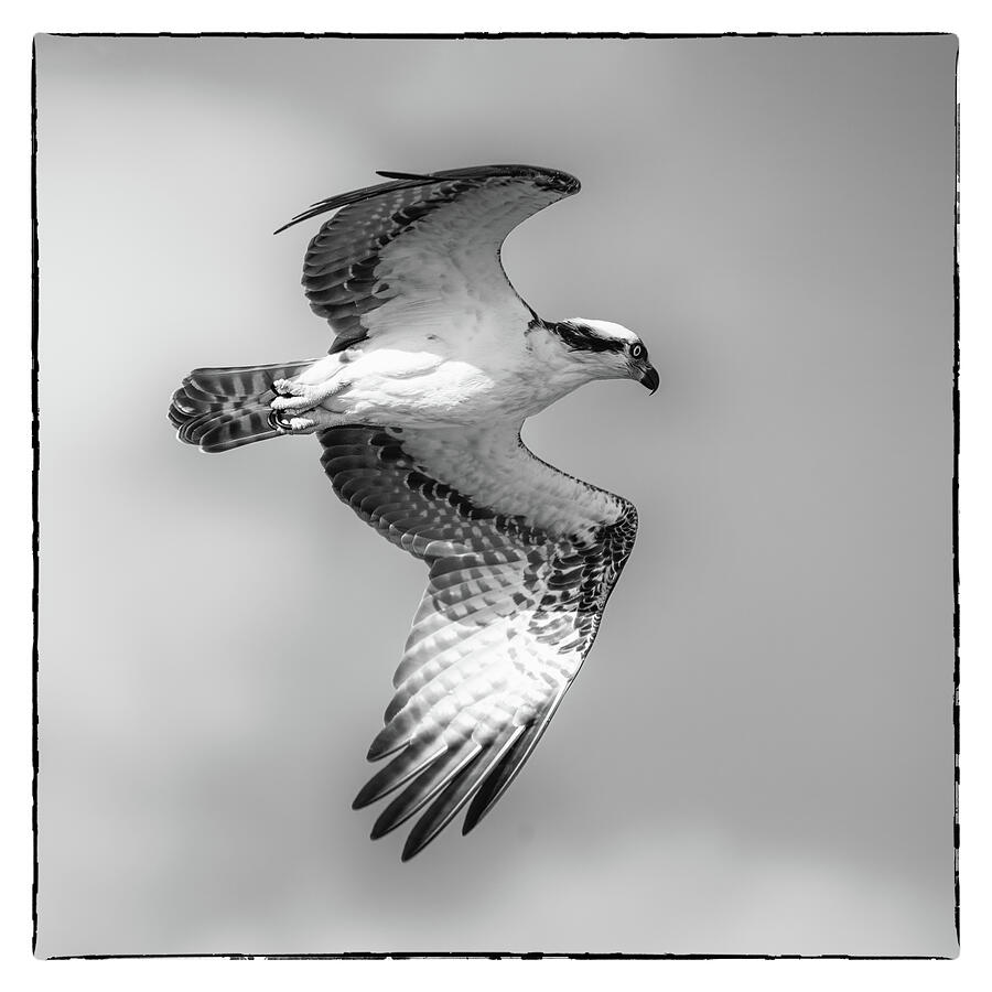 Osprey 22B Photograph by Sally Fuller