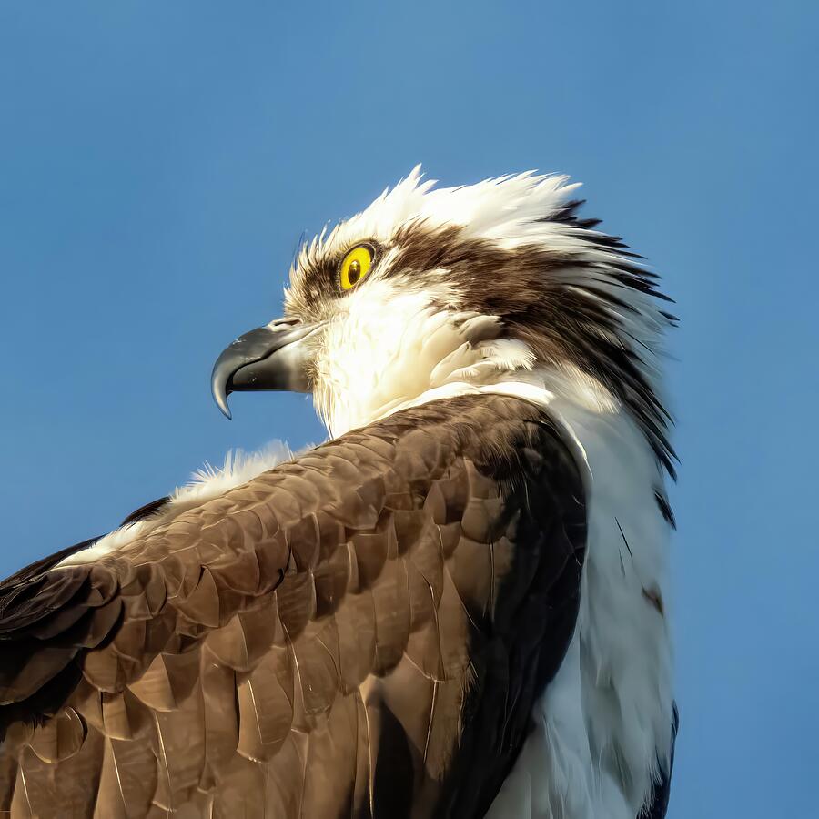 Osprey 85A Photograph by Sally Fuller