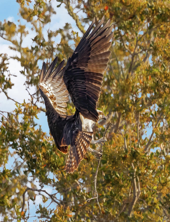 Osprey Construction Photograph by Gina Fitzhugh