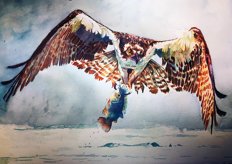 Osprey Painting by Grant Nixon