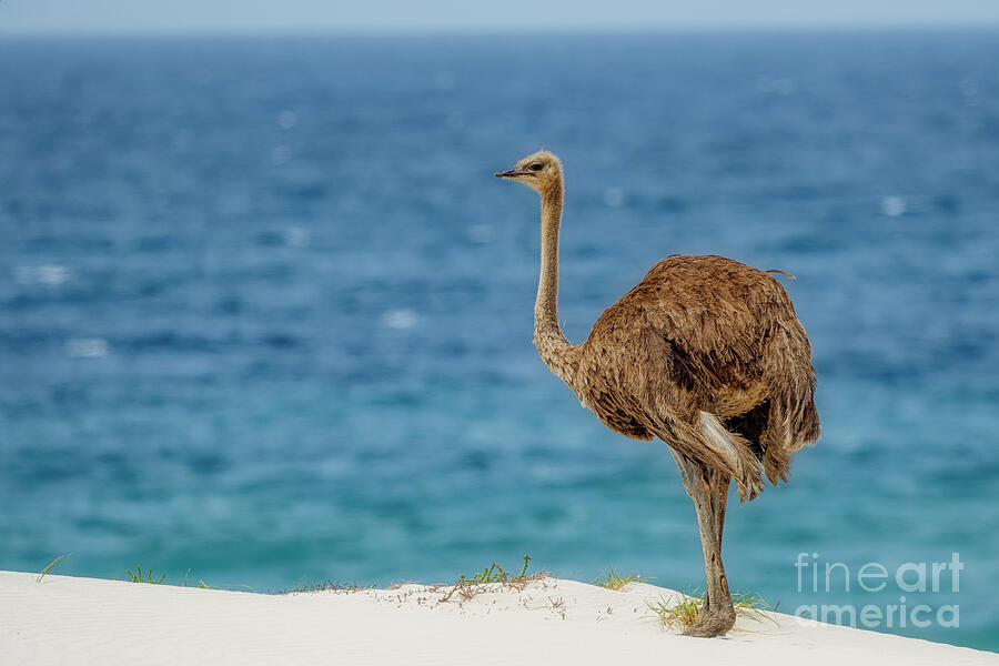 Ostrich Standing by the Ocean Photograph - Ostrich On the Beach by Natural Focal Point Photography