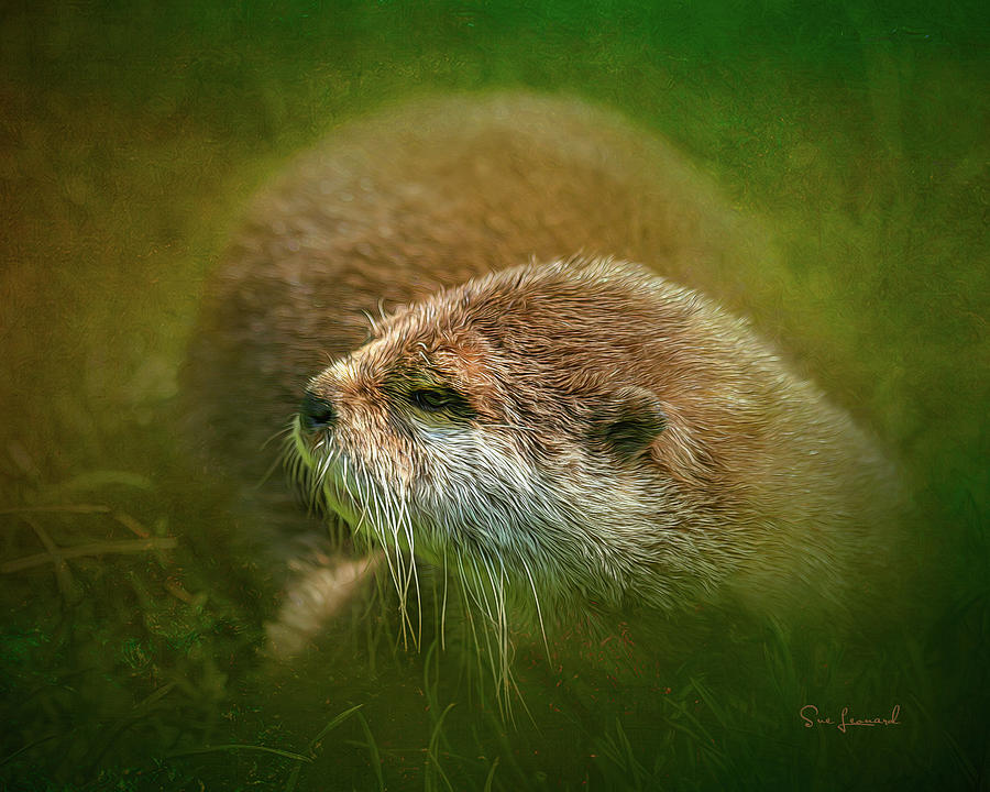 Otter Photograph by Sue Leonard