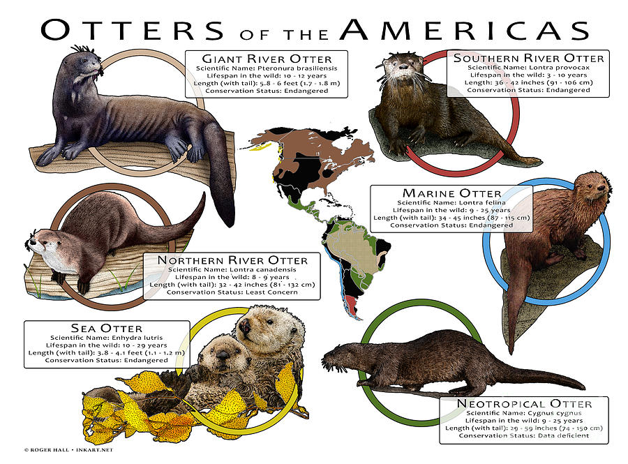 Otters of the Americas by Roger Hall