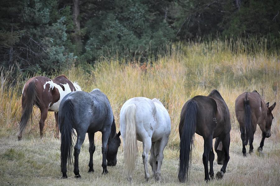 Out for the Night Photograph by Alden White Ballard