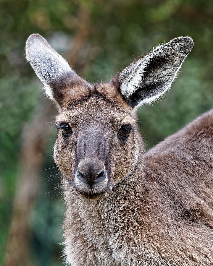 Alert Kangaroo in Natural Habitat Photograph - Outback Eyes - Western Gray Kangaroo Habitat by KJ Swan
