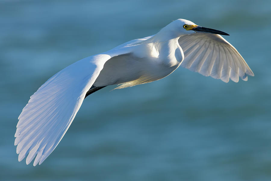 Outstretched Glide Photograph by RD Allen