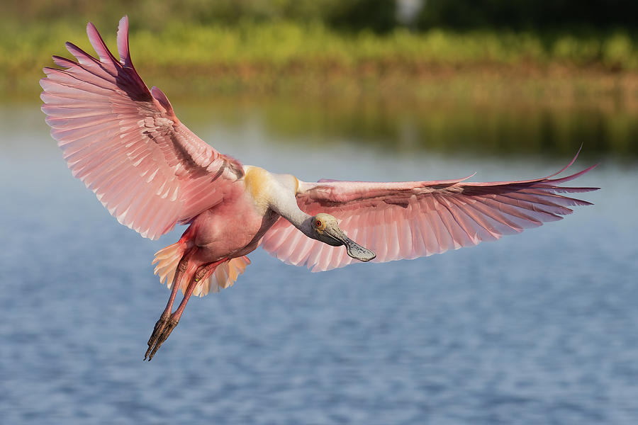 Outstretched Photograph by RD Allen