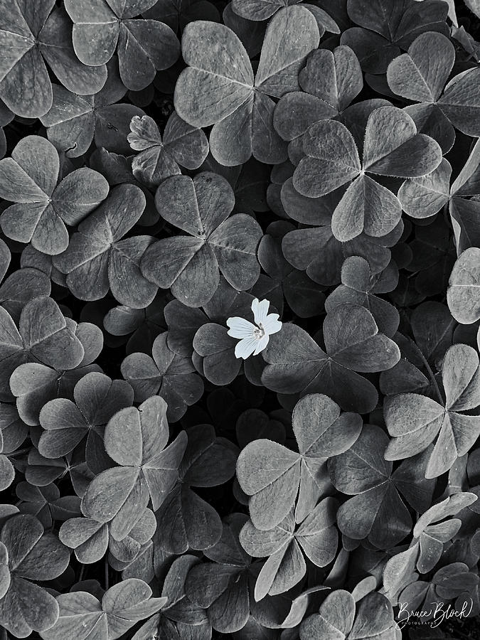 Oxalis in black and white Photograph by Bruce Block