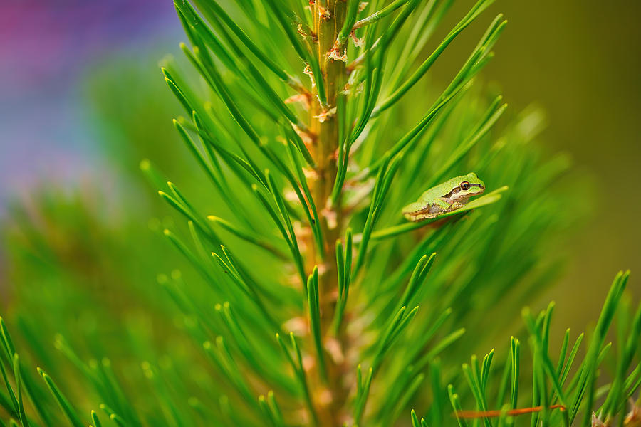 Pacific Chorus Frog in a tree Digital Art by Bruce Block