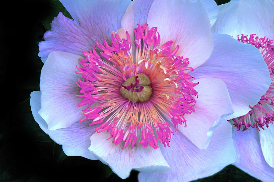 Paeonia of my Dreams Photograph by Jessica Jenney