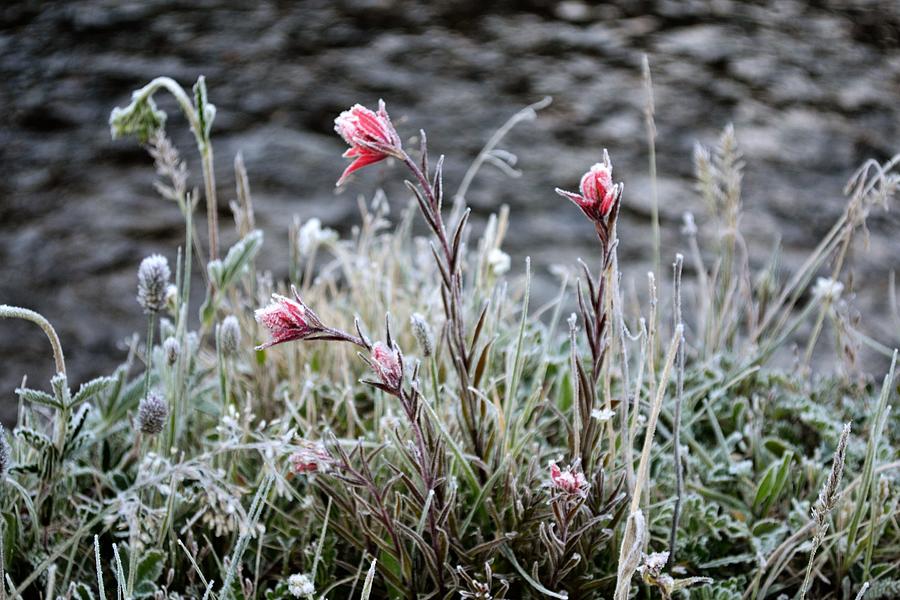Paintbrush Photograph by Alden White Ballard