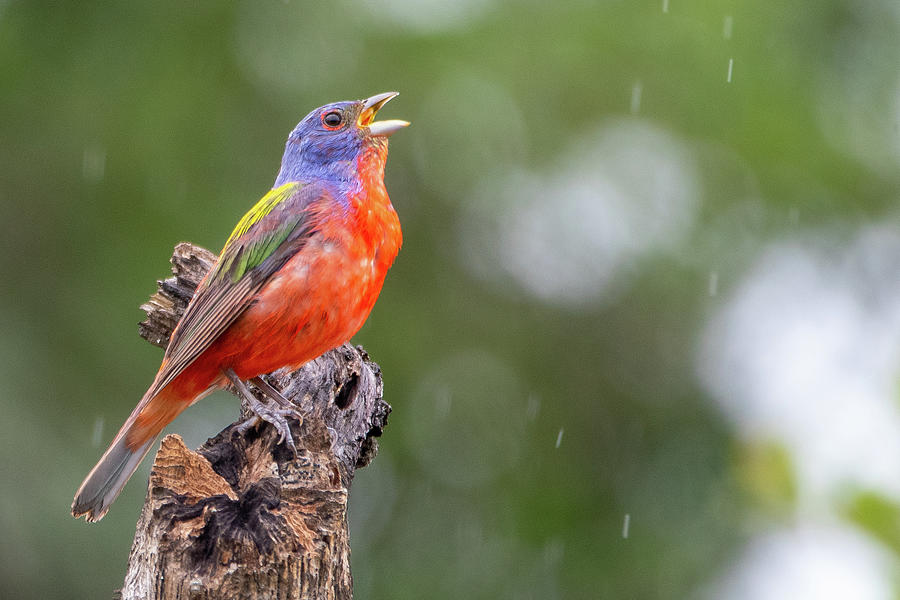 Painted Bunting in Rain Photograph by Michael Warren