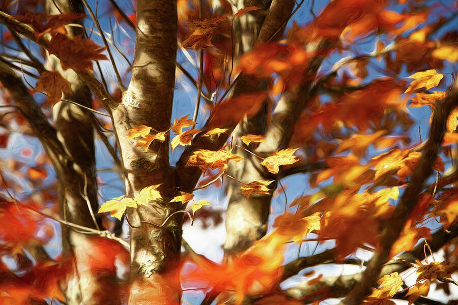 Painted Trees Photograph by Dodie Ross