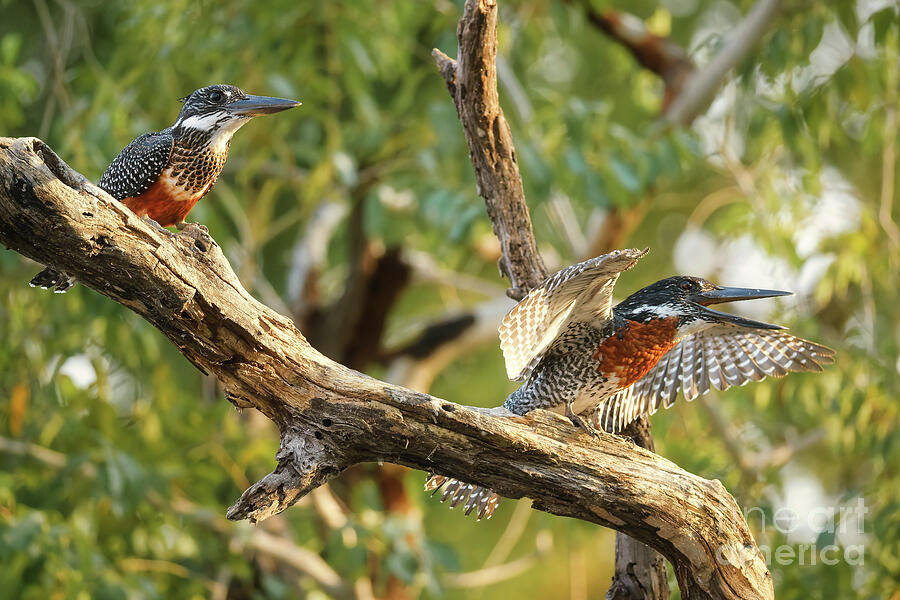 Pair of Pied Kingfishers on Branch Photograph - Pair of Giant Kingfishers on Branch by Natural Focal Point Photography