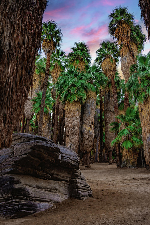 Palm Canyon Boulder with Sunset, California Photograph by Abbie Warnock