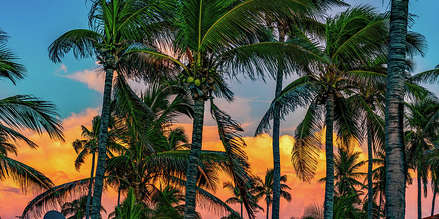 Palm Sunset Mazatlan Mexico Photograph by Tommy Farnsworth