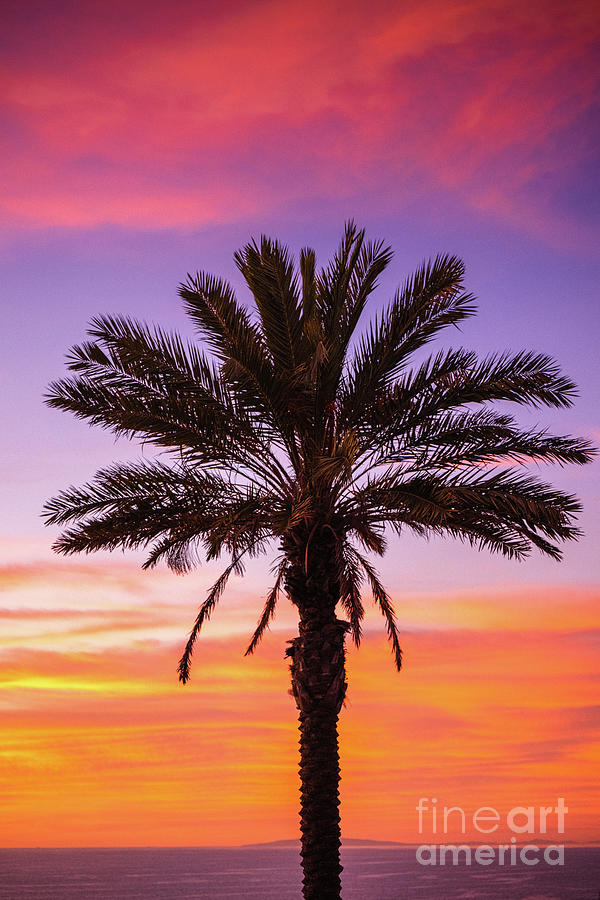 Palm Tree Dreams Photograph by Abigail Diane Photography