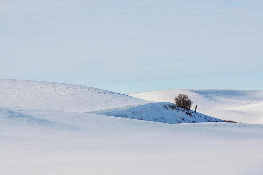 Lonely Tree on Snowy Hills Photograph - Palouse snow-covered rolling hills in winter by Tatiana Travelways