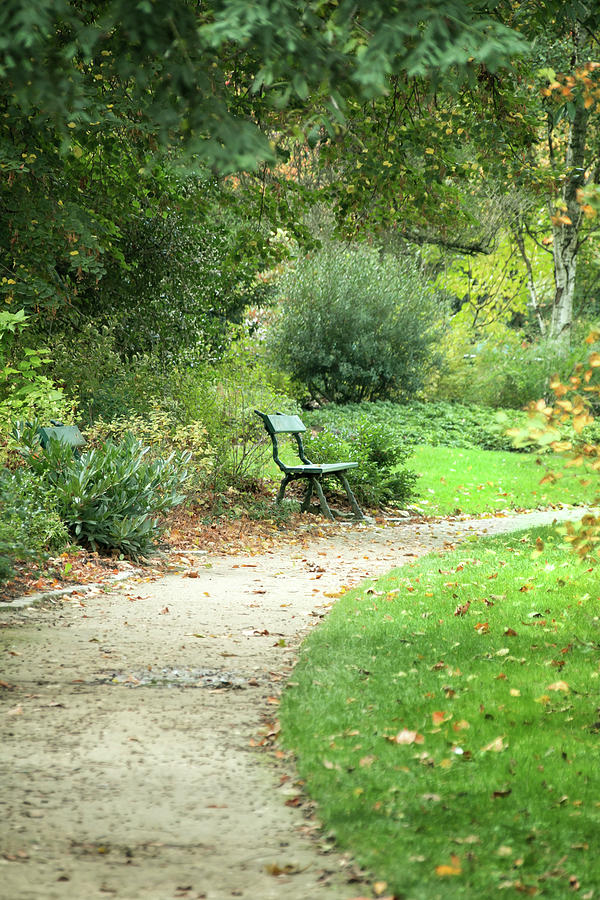 Park Bench Photograph by Lisa Chorny