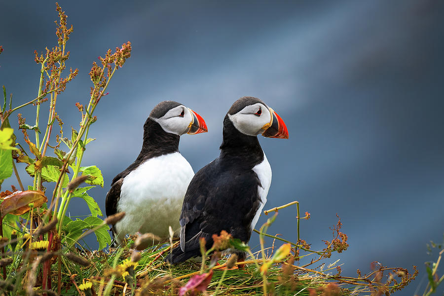 Partners Photograph by Jon Snyder