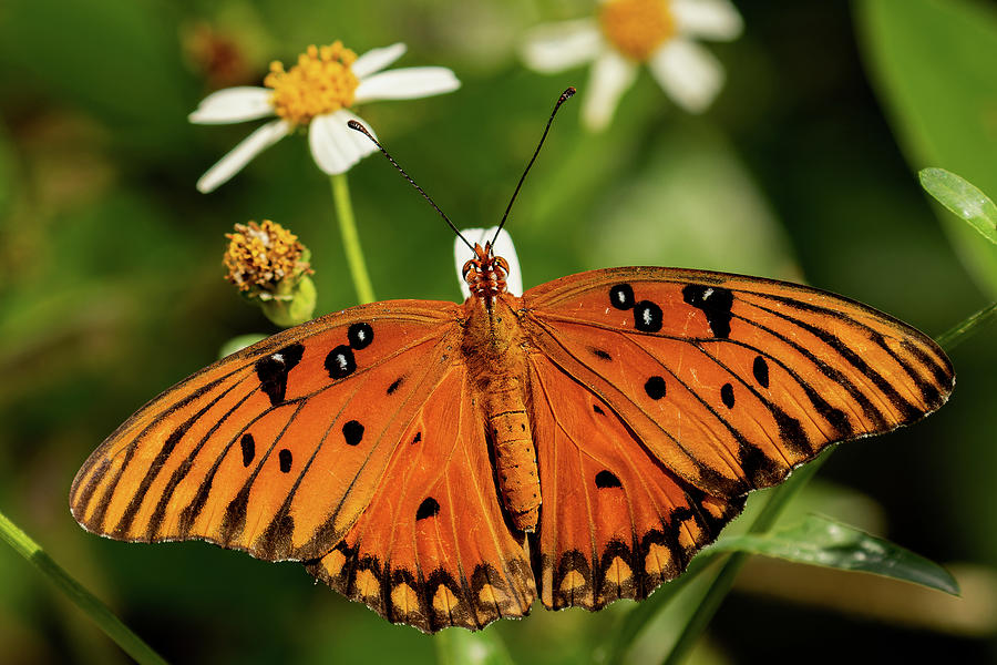 Passion Butterfly warms in the sun Photograph by RD Allen