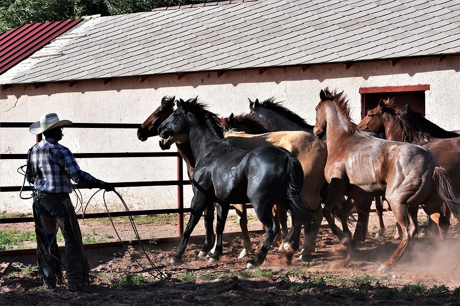 Patience Photograph by Alden White Ballard